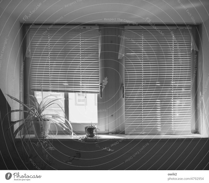 Halb offen Büro Pause Innenaufnahme Fenster Schwarzweißfoto Lamellenjalousie Muster geduldig Strukturen & Formen ruhig Sonnenlicht Menschenleer bescheiden