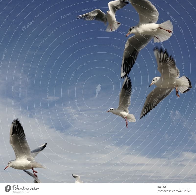 Fliegend Volk Tierporträt Vogel fliegen Schwarm viele verrückt Konkurrenz kämpfen flattern wild Flügel Aufregung durcheinander Konkurrenzverhalten Futterneid