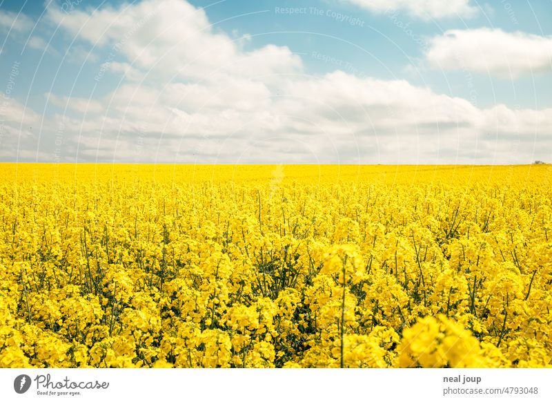 Blühenden Rapsfeldes bis zum Horizont unter sommerlich blauem Himmel Landschaft Natur Richtung Frühling Sommer blauer Himmel Gelb Blau Landwirtschaft