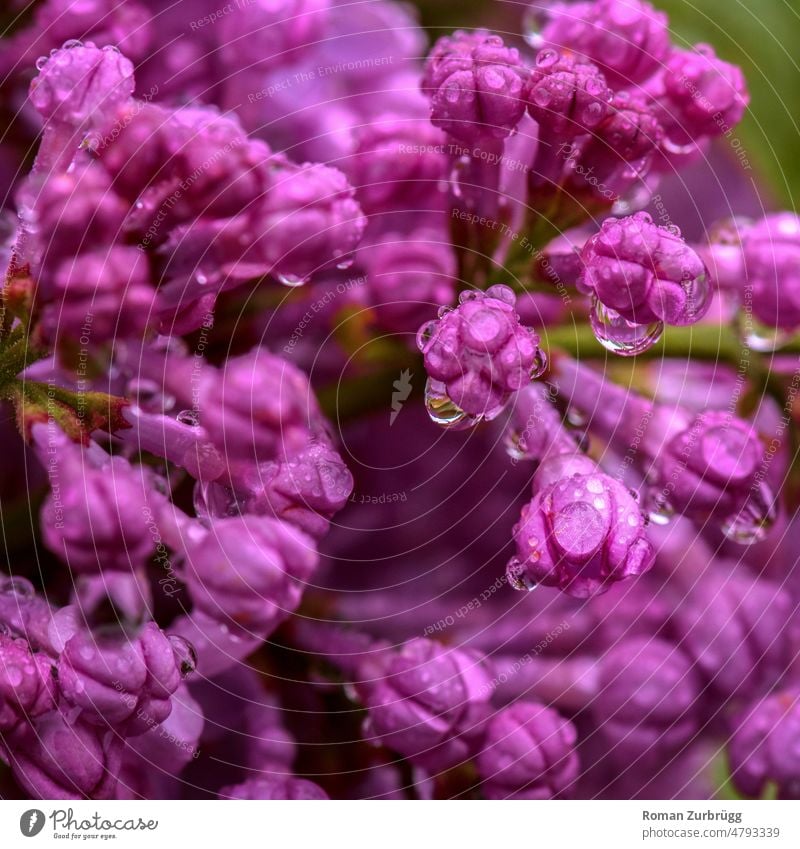 Fliederblüten nach nach einem Regenguss Syringa vulgaris Blüte Tröpfchen nass Wassertropfen Sonnelnlicht violett lila grün Nahaufnahme Makro Menschenleer