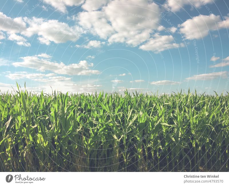 Ein grünes Maisfeld unter dem sommerlichen Himmel mit Schönwetterwolken Feld Maispflanzen Landwirtschaft Nutzpflanze Ackerbau Futtermais Silagemais Biogas