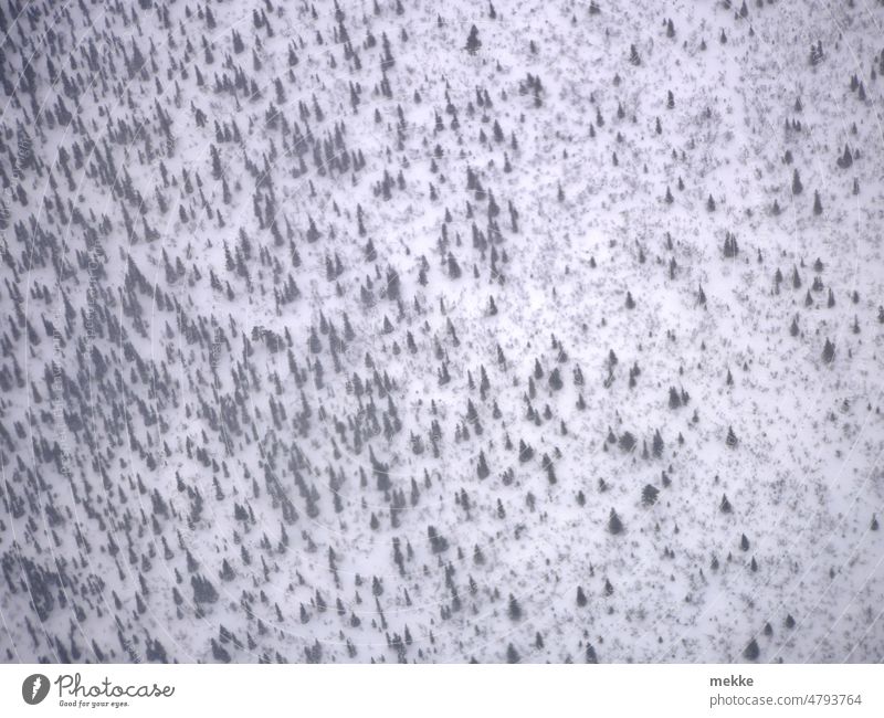 Borealer Nadelwald in Miniaturansicht Wald Schnee Winter Luftaufnahme Baum weiß Draufsicht Landschaft Natur kalt Schneelandschaft Schneedecke Winterlandschaft