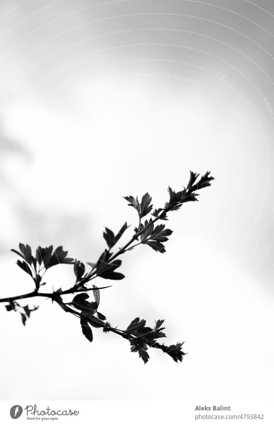 Ein kleiner Zweig vor trübem Himmel in schwarzweiß. Ast Natur Pflanze Außenaufnahme Geäst Menschenleer Negativespace Tag Kontrast Licht