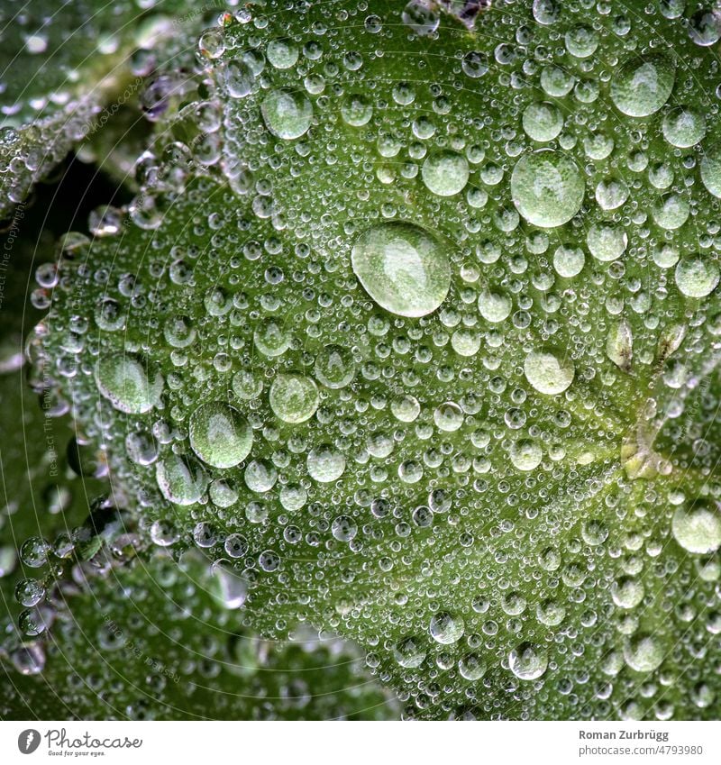 Frauenmantel mit Wassertropfen Alchemilla rosaceae Blaat Tropfen Tröpfchen Perlen Wasserperlen Licht Reflexion prickelnd frisch erfrischend Grün gelb Regen