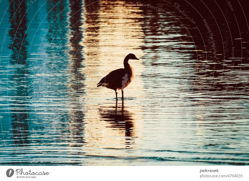 Kitsch kennt keine Grenzen - Abendstimmung über dem Wasser Vogel Natur Reflexion & Spiegelung Wasseroberfläche Strukturen & Formen abstrakt Silhouette Wildtier