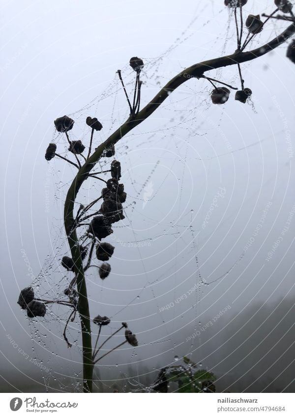 Spinnennetz im Herbst Netz Tropfen herbstlich Pflanze Pflanzenteile Herbststimmung Herbstwetter Herbstfärbung Blumen fallen Winterzeit Saison Frühling Struktur