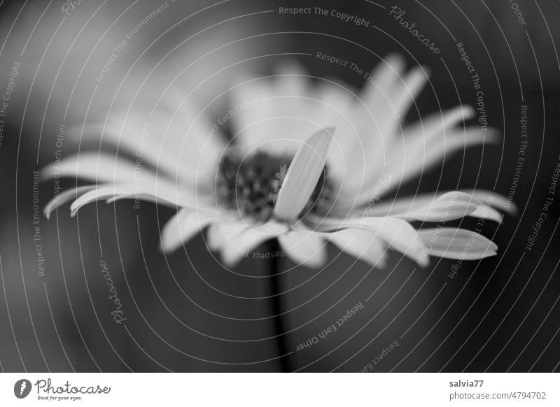 Margeritenblüte mit Ausdruck Blüte Schwarzweißfoto Blume Pflanze Natur Sommer Blühend Menschenleer Nahaufnahme Schwache Tiefenschärfe Symbolik Makroaufnahme