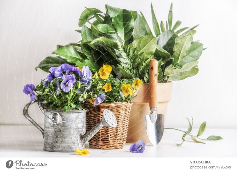 Gartengestaltung mit blühenden Topfblumen, Gießkanne, Schaufel und Pflanze in Terrakotta-Pflanztopf Gartenarbeit Einstellung eingetopft Überstrahlung schaufeln