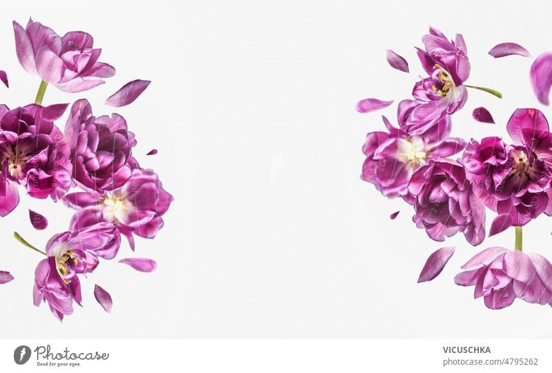 Fliegende lila Blume und Blütenblätter Rahmen auf weißem Hintergrund. fliegen purpur weißer Hintergrund geblümt Levitation Konzept fliegend blüht Vorderansicht