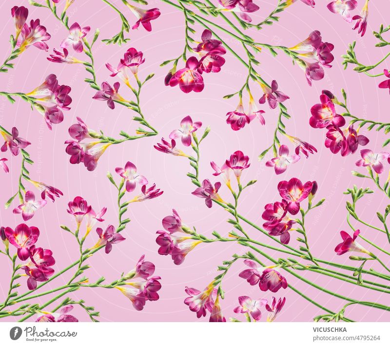 Florales Muster mit lila blühenden Sommerblumen auf rosa Hintergrund. geblümt gemacht purpur Überstrahlung grün Stängel übergangslos schön Blüte Design