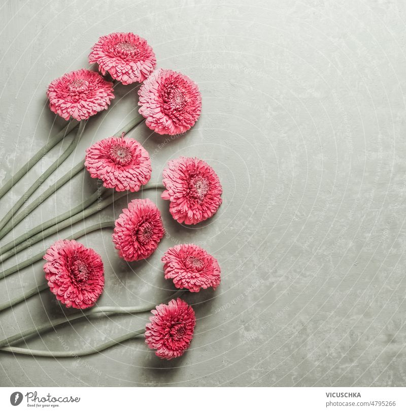 Rosa Blumenstrauß auf grauem Hintergrund. rosa Haufen schön saisonbedingt Draufsicht Textfreiraum Blüte Beton Garten blühend Verlegung natürlich Blütenblätter