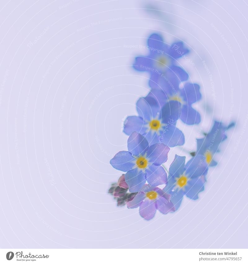 Zarte hellblaue Vergissmeinnicht - Blüten vor hellem Hintergrund Blühend Blume Myosotis Frühjahrsblüher romantisch schön Frühlingsgefühle Romantik Nahaufnahme