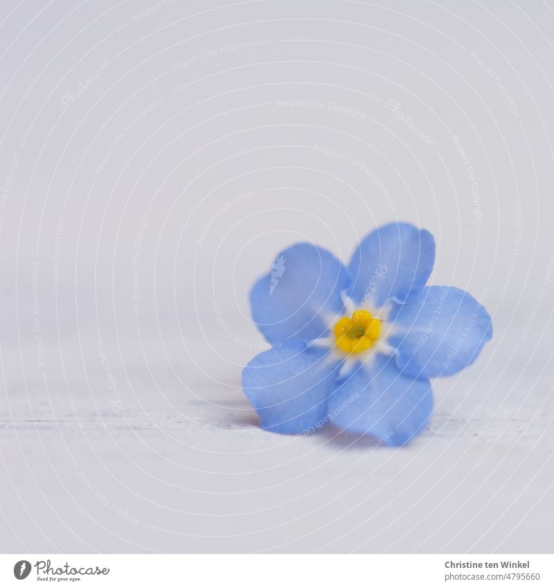 Ein kleine hellblaue Vergissmeinnicht Blüte liegt auf hellem Untergrund Blühend Myosotis Frühjahrsblüher Frühlingsgefühle schön romantisch Romantik Nahaufnahme