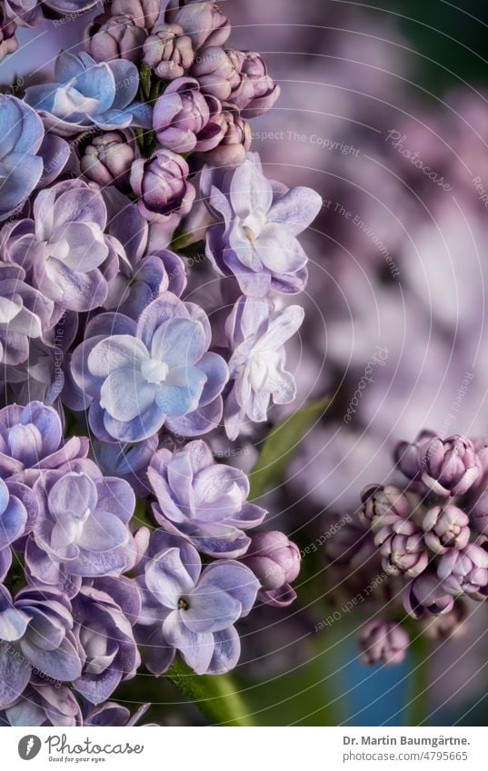 Flieder, gemeiner Flieder, Syringia vulgaris,  Gartenform mit gefüllten Blüten Blütenstand Ölbaumgewächse Frühjahrsblüher blau violett Oleaceae aus Albanien