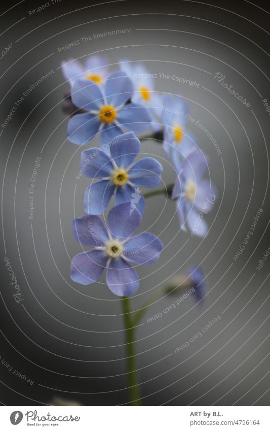 love it vergißmeinicht zart filigran blümchen blume blüten blau garten pflanze licht schatten lichtblick