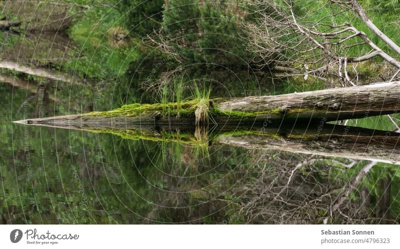 Wilder See im Schwarzwald mit ruhiger Wasseroberfläche, in der sich ein umgestürzter Baumstamm spiegelt, Schwarzwald, Deutschland Wald Reflexion & Spiegelung