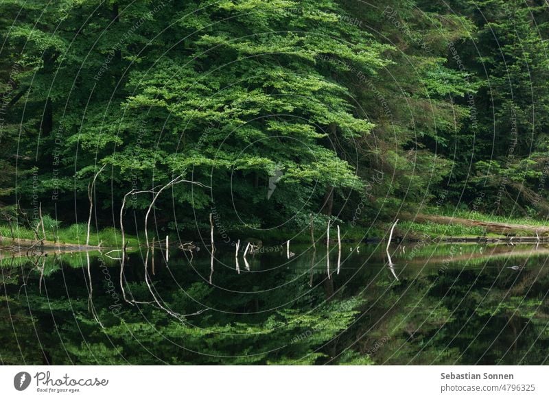 Wildsee im Schwarzwald mit ruhiger Wasseroberfläche, in der sich Bäume und Äste spiegeln, Schwarzwald, Deutschland Wald See Natur Baum Reflexion & Spiegelung