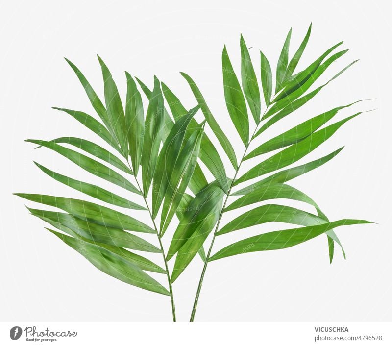 Tropische grüne Blätter auf weißem Hintergrund. tropisch weißer Hintergrund geblümt Natur Handfläche Draufsicht Botanik Ast Flora grünes Blatt