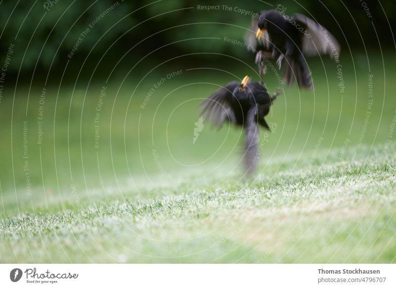 kämpfende Amseln auf grünem Gras Turdidae Vogel schwarz Türkentaube Feder kämpft Garten männlich Bewegung Bewegungsunschärfe Natur Ornithologie im Freien Park