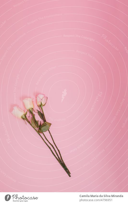 Rosenblüten auf einem rosa Hintergrund. Studio-Foto. Platz für Text. Kunst botanisch Blumenstrauß Postkarte Feier Dekor Dekoration & Verzierung Design Garten