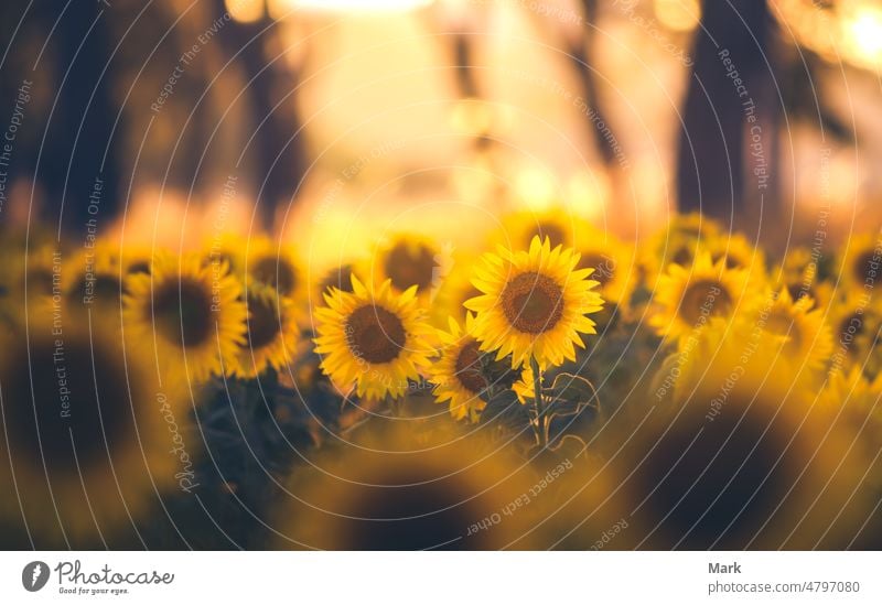 Sonnenblumenfeld Landschaft mit der Sonne. Feld von blühenden Sonnenblumen auf einem Sommer Sonnenuntergang. Sonnenblume natürlichen Hintergrund, Sonnenblume blüht in Ungarn