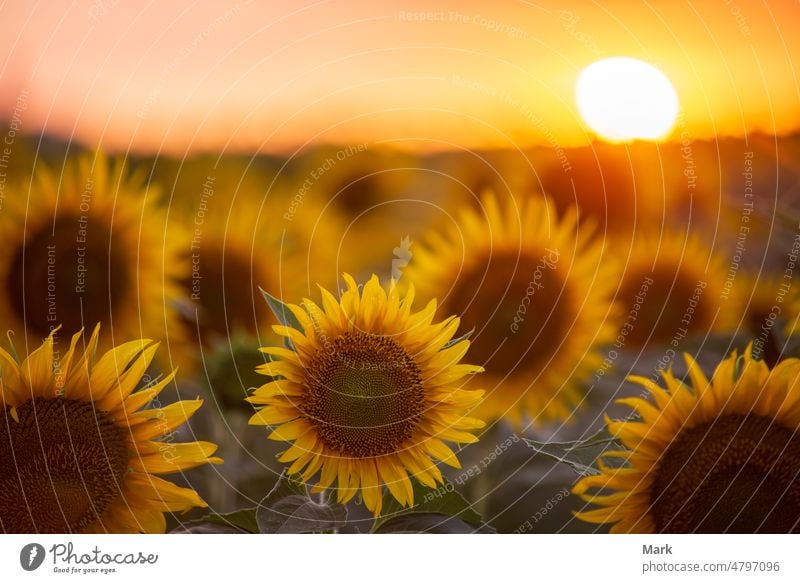 Sonnenblumenfeld mit der Sonne bei Sonnenuntergang Sommer Blume Feld Sonnenlicht Ackerbau schön im Freien Himmel gelb Blüte Wachstum natürlich sonnig Landschaft