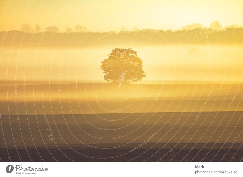 Goldener Sonnenaufgang auf der Wiese mit Bäumen und Morgennebel Baum Herbst Nebel Natur Landschaft golden neblig Morgendämmerung Ungarn schön Sonnenlicht Sommer