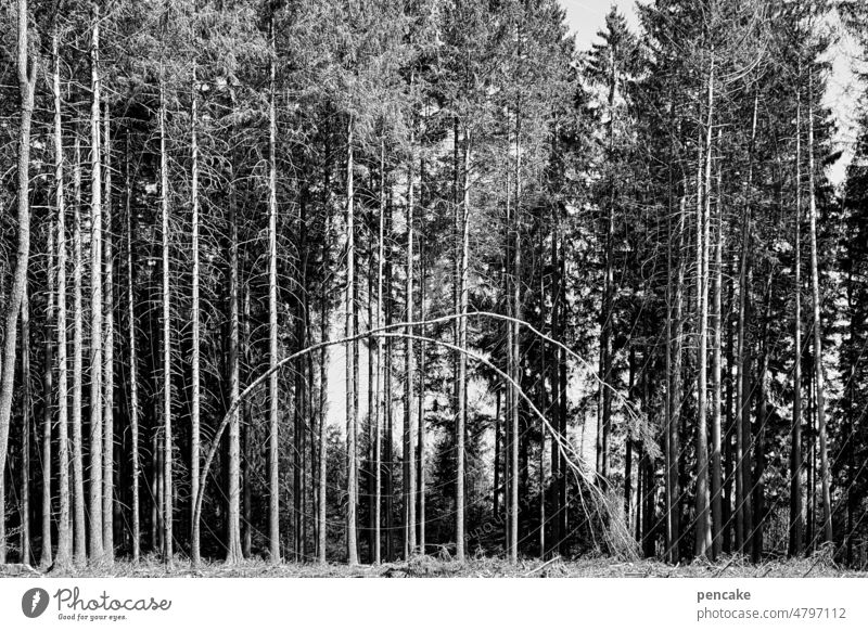 filigran | baumballett Wald schwarz-weiß Bäume Baum biegen gebogen Landschaft Umwelt Holz grafisch Klimawandel Forstwirtschaft Baumstamm Tor Bogen Torbogen