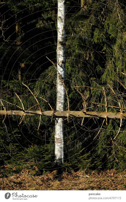 kreuzweise Baum Baumstamm Wald Birke Fichte umgestürzt Kreuz über Kreuz kahl Umwelt dunkel Holz