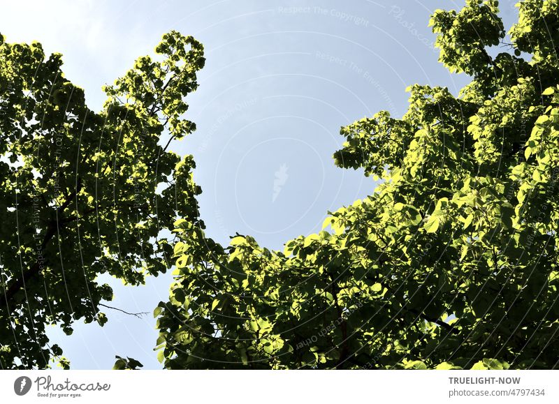 So strahlend frisch leuchtendes Grün zeigen die Blätter der Lindenbäume an einem wolkenlosen Mittag im Mai Maienlust Frühling grün Baum Lindenbaum Krone Fülle