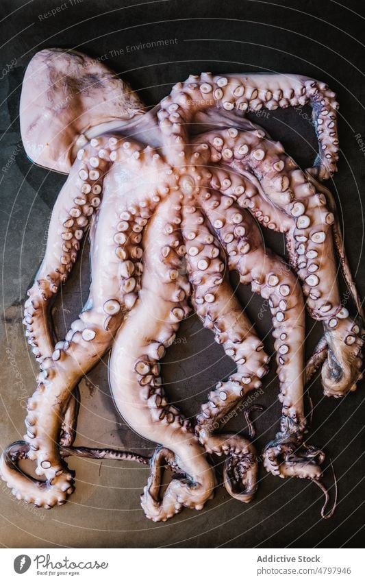Roher Oktopus auf schwarzem Tisch Octopus roh Meeresfrüchte ungekocht Tentakel Küche kulinarisch Lebensmittel Produkt natürlich frisch Molluske Licht ganz