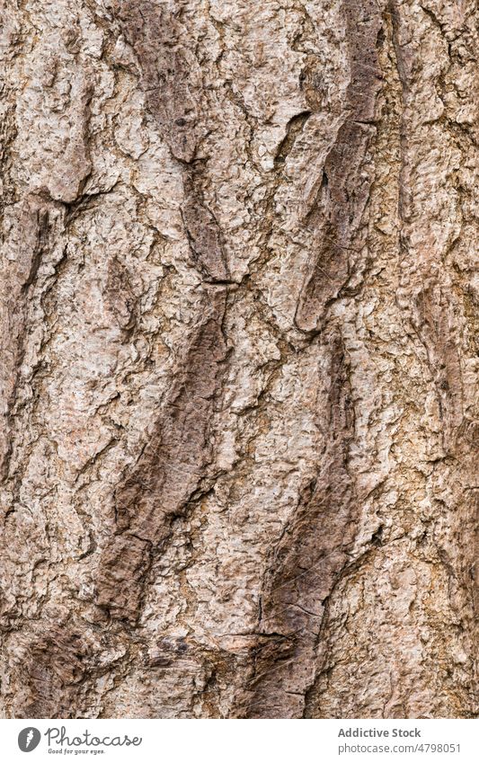 Texturierter Hintergrund eines Holzbaums Baum Rinde Riss trocknen Kofferraum Nutzholz zerkratzen uneben dick Material braun Oberfläche Bruchstück verwittert