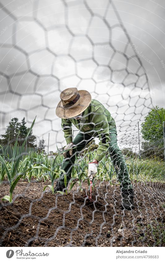 Hombre mayor trabajando en su huerto, usando guantes y herramientas para hacer su trabajo, plantar verduras Blätter Momentaufnahme aufblühen Umwelt