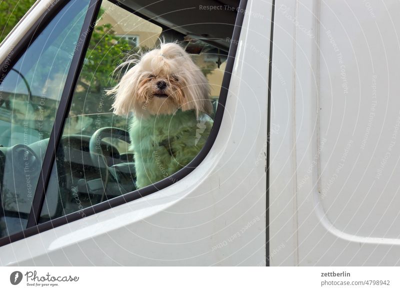 Hund im Auto hund schoßhund haustier auto fenster autofenster aussicht portrait tierportrait blickkontakt gesicht rasse hunderasse rassehund süß niedlich