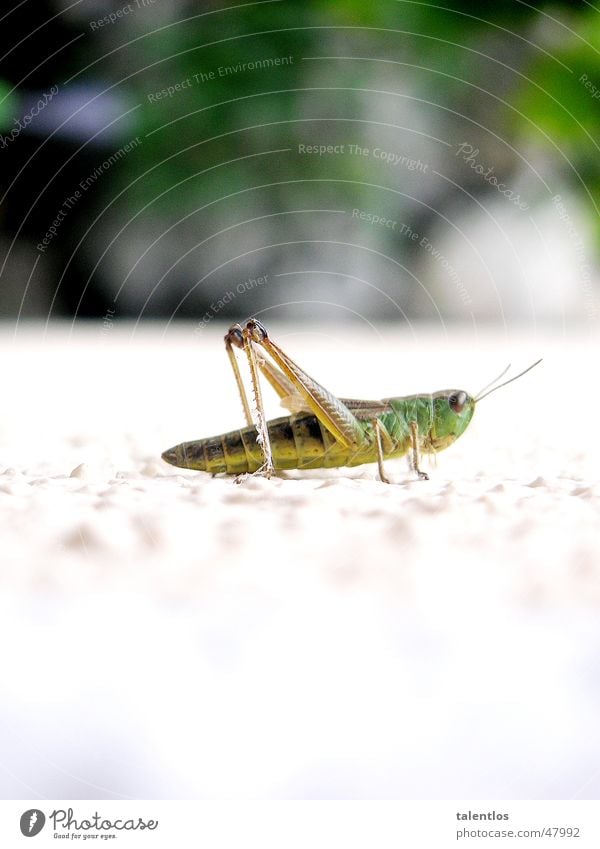 grasshopper grün weiß Insekt springen Tier Gras Heuschrecke Makroaufnahme