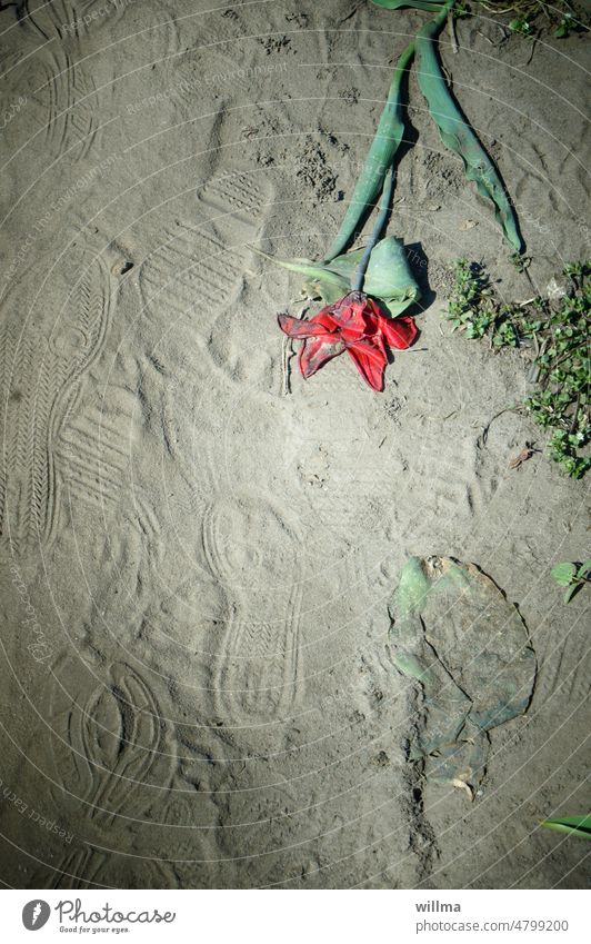 Die Natur mit den Füßen treten Tulpe kaputt zertreten Fußspuren Vergänglichkeit <fußabdrücke Sand Erde zerlatscht