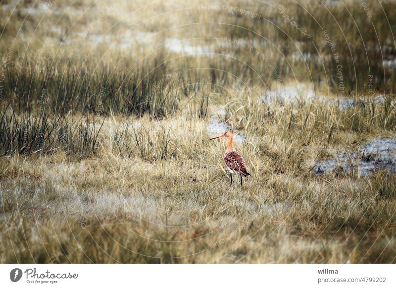 Greta auf dem Schnepfenstrich Uferschnepfe Vogel Feuchtwiese Sumpf Watvogel Limosa limosa Schnepfenvogel langer Schnabel Niedermoor Moor Bodenbrüter