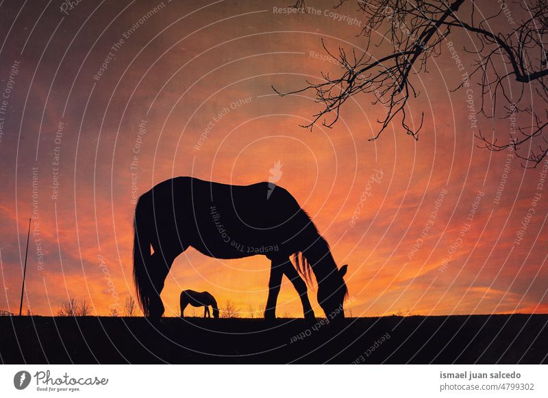 Pferde Silhouette auf der Wiese und Sonnenuntergang Hintergrund Sonnenlicht Tier Tiermotive Tier in freier Wildbahn Tierwelt wild Natur niedlich Schönheit