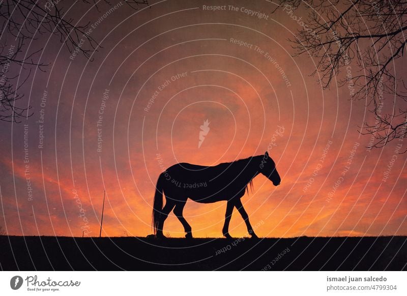 Pferd auf der Wiese mit einem schönen Sonnenuntergang Hintergrund Silhouette Sonnenlicht Tier Tiermotive Tier in freier Wildbahn Tierwelt wild Natur niedlich