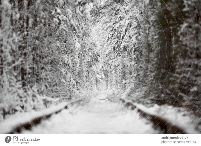 Winter in Natural Tunnel of Love mit Eisenbahnstraße. Klevan, Ukraine. malerischer gefrorener Wald mit schneebedeckten Fichten und Kiefern. Winterwald. . Hohe Qualität Foto