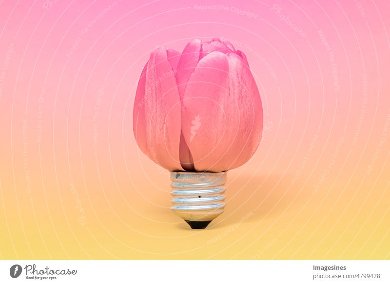 Kreatives Konzept Tulpenblüte in Form einer Glühbirne. Öko-Licht auf farbigem Hintergrund. Ökologie, Denkkonzept abstrakt Kunst Blüte Brainstorming Farbbild