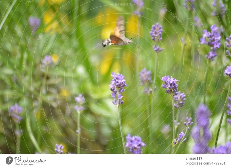 Taubenschwänzchen fliegt über Lavendelblüten Schmetterling Insekt Fühler Flügel Tier Natur Farbfoto Nahaufnahme Tierporträt Menschenleer Wildtier Pflanze