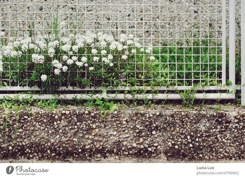 Schleifenblume hinter weißem Gitter... Iberis Blüte Blütenmeer Blume altmodisch Garten vor dem Haus Dolden Blütenflor duftend Duft Gartenzaun Pflanze schön