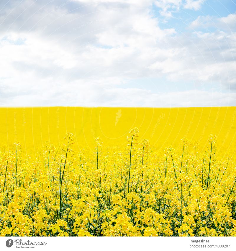 Rapsfeld auf blauem Himmel und Sonnen frühling hintergrund. Landwirtschaftliches Feld für Raps. Feld mit gelben Blumen. Rapsfeld im Frühjahr