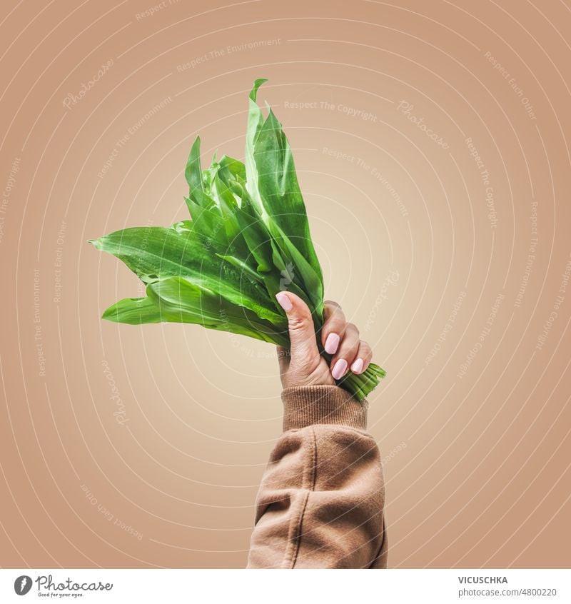 Frauenhand hält Bärlauchbündel vor braunem Hintergrund Hand Beteiligung Haufen geschmackvoll saisonbedingt Wildes Kraut Vorderansicht Einfluss Knoblauch grün