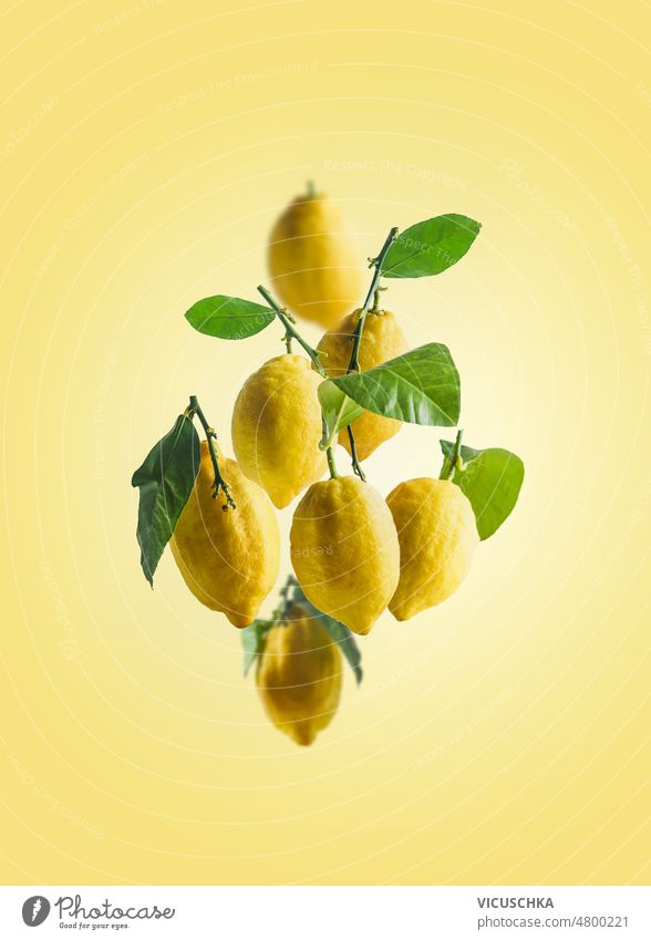 Fliegende Zitronen mit grünen Blättern auf gelbem Hintergrund. fliegen Levitation Konzept Zitrusfrüchte Vorderansicht Lebensmittel frisch Frische Frucht