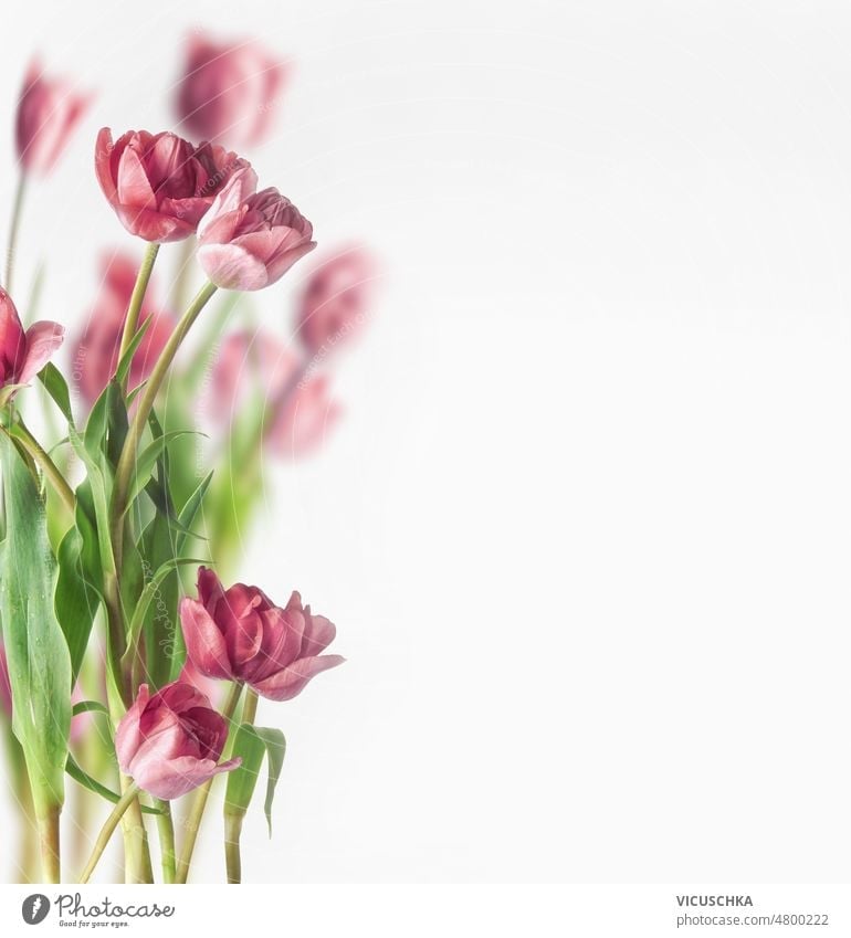 Tulpen auf weißem Hintergrund. Schöne saisonale Frühjahrsblumen Strauß weißer Hintergrund schön saisonbedingt Frühling Haufen Vorderansicht Textfreiraum