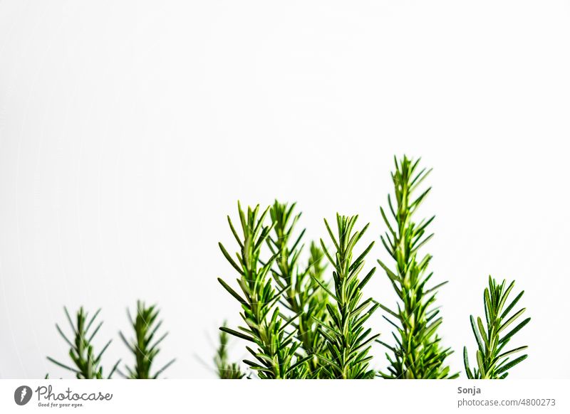 Frische Rosmarin Zweige vor einem weißen Hintergrund frisch Kräuter & Gewürze Lebensmittel grün Gesundheit Ernährung Bioprodukte Pflanze lecker