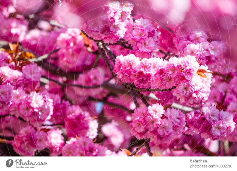 kitsch kennt keine grenzen | pinky prächtig leuchtend Blühend blütenpracht Pracht prachtvoll Blütenblatt Blütenblätter Garten rosa Kirsche Zierkirsche Natur