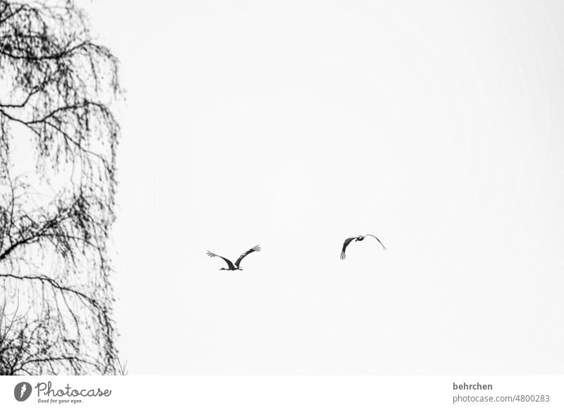 anfang und ende | vom ziehen und wieder ankommen Zugvögel Wildtier gemeinsam zusammen Zusammensein Paar zwei Vögel Menschenleer Kranich Kraniche Äste und Zweige